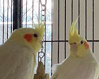 grey-yellow-bird-for-sale-in-shepherdsville-ky