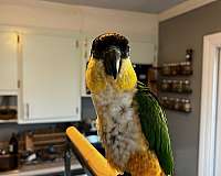 black-caique-for-sale