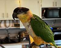 caique-for-sale