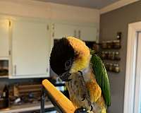 caique-for-sale-in-south-carolina