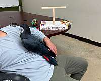 black-red-talking-bird-for-sale