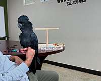 black-red-tame-bird-for-sale