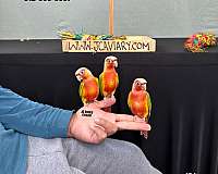 black-red-black-palm-cockatoo-for-sale