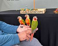 black-red-house-trained-bird-for-sale