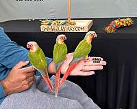black-red-talking-bird-for-sale
