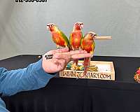 black-red-tame-bird-for-sale