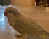 parakeet-for-sale