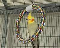 cockatiel-for-sale