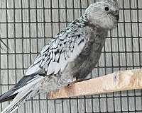mixed-bird-for-sale