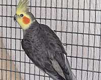 mixed-cockatiel-for-sale