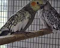 young-bird