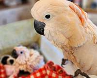 peach-cockatoo-for-sale