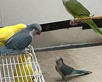 blue-lutino-bird-for-sale-in-okla-city-ok