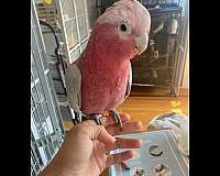 cockatoo-rose-breasted-cockatoo-for-sale-in-washington-district-of-columbia