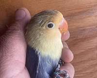 lovebird-for-sale