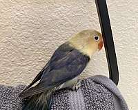 young-lovebird-for-sale