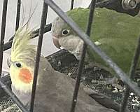 rose-cockatiel-parrot-for-sale