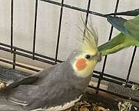 cockatiel-parrot-for-sale-in-bronx-ny