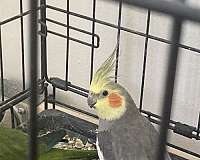 small-cockatiel-parrot-for-sale