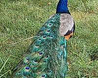 large-blue-green-bird-for-sale