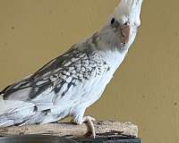 cockatiel-for-sale-in-greenfld-ctr-ny