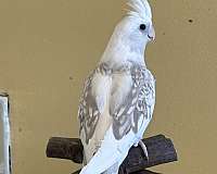 cockatiel-for-sale