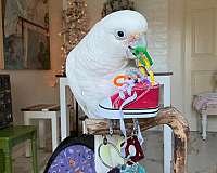 goffin-cockatoo-for-sale-in-san-diego-ca