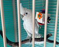 goffin-cockatoo-for-sale