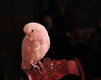 peach-goffin-cockatoo-for-sale