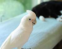 white-goffin-cockatoo-for-sale