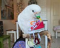 yellow-goffin-cockatoo-for-sale