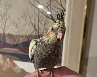 cockatiel-for-sale-in-borger-tx