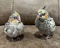 baby-bird-for-sale-in-borger-tx