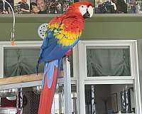 scarlet-macaw-for-sale