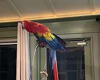 blue-scarlet-macaw-for-sale