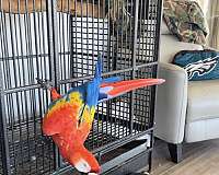 red-scarlet-macaw-for-sale