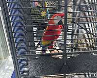 scarlet-macaw-for-sale-in-philadelphia-pa