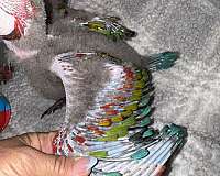 hybrid-macaw-for-sale