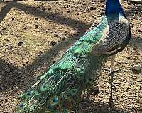 blue-bird-for-sale-in-clovis-ca