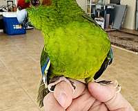 conure-crimson-bellied-conure-for-sale-in-orlando-fl