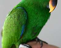 conure-crimson-bellied-conure-for-sale-in-orlando-fl