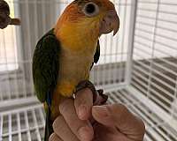 conure-crimson-bellied-conure-for-sale-in-orlando-fl