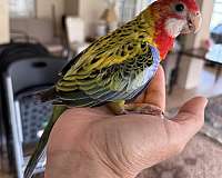 crimson-bird-for-sale-in-orlando-fl