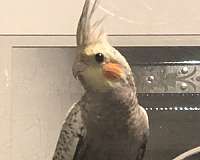 cockatiel-for-sale-in-brooklyn-ny