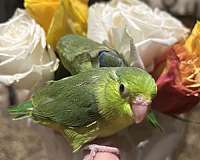 parrotlet-for-sale