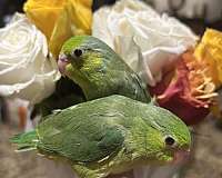 parrotlet-for-sale-in-layton-ut