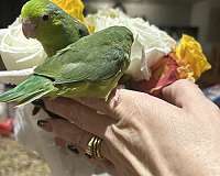 baby-parrotlet-for-sale