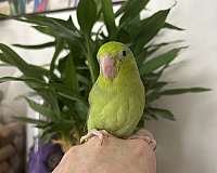 parrotlet-for-sale