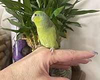 parrotlet-for-sale-in-layton-ut