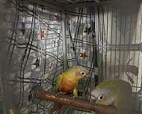 green-cheek-conure-for-sale-in-layton-ut